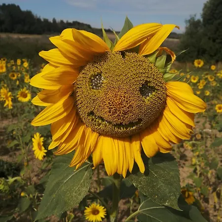 Am Waldrand