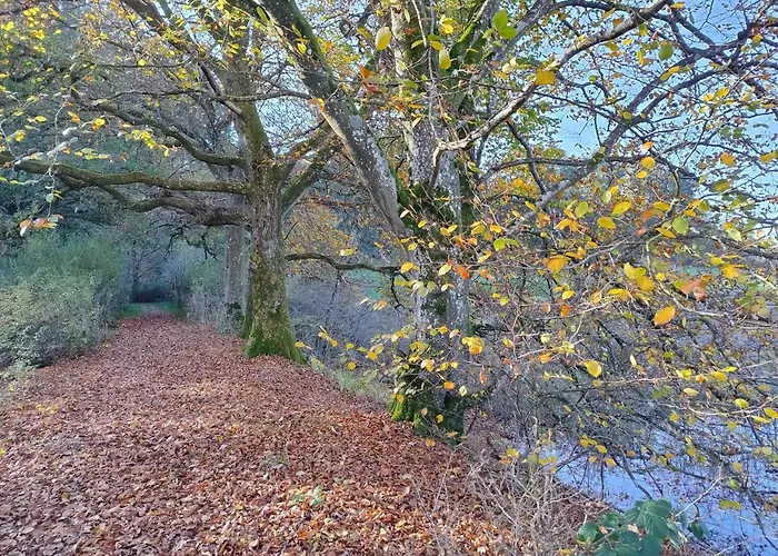 Am Waldrand * Saxler